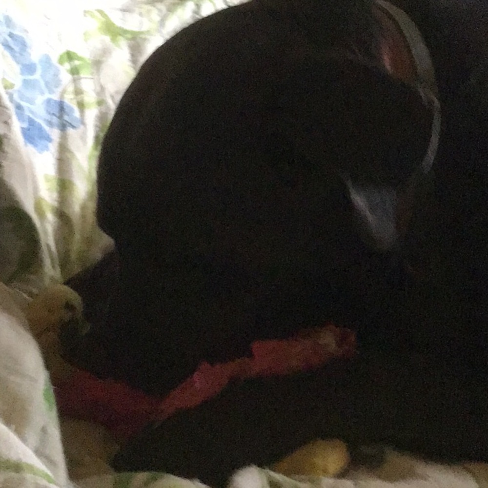 Meet your Posher, Carrie